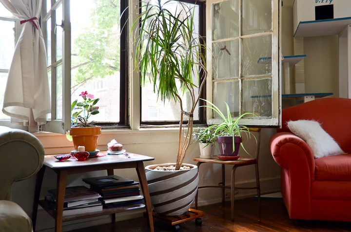 indoor living room plants