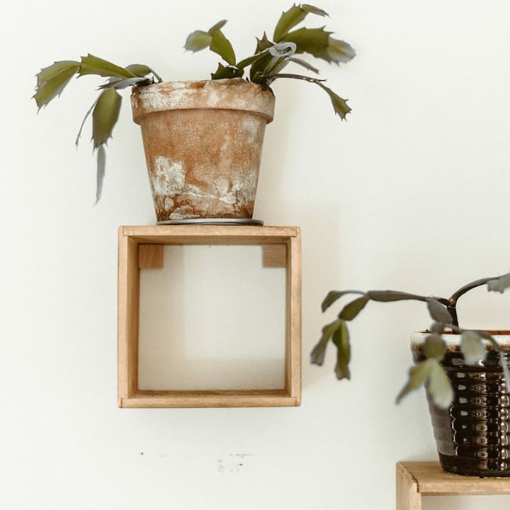 indoor plant wall