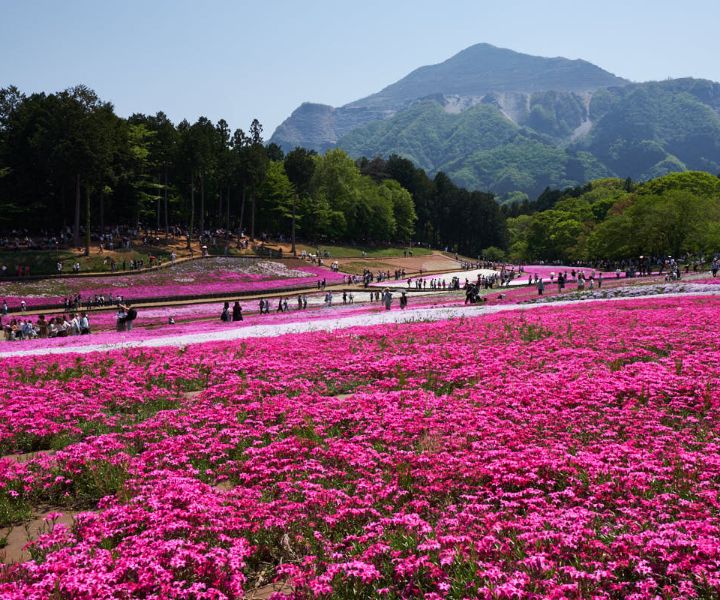 japanese gardens flowers