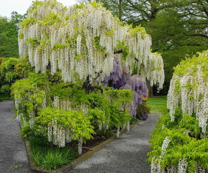 japanese gardens in rockford