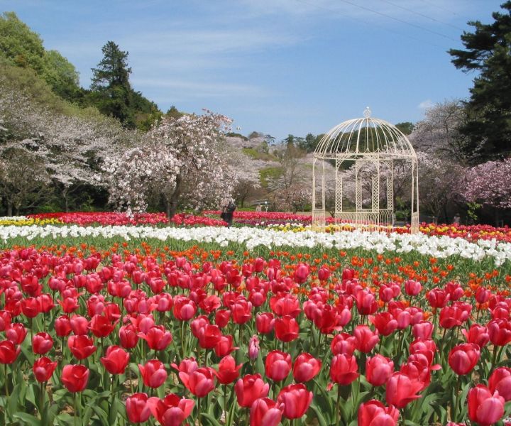 japanese gardens near me