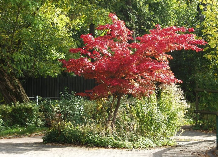 japanese maple in the front lawnn garden