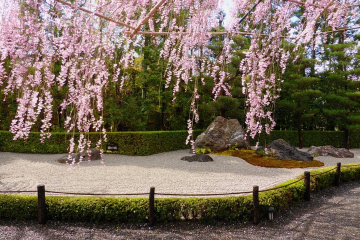 japanese wisteria garden