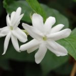 jasmine flower is good for anxiety
