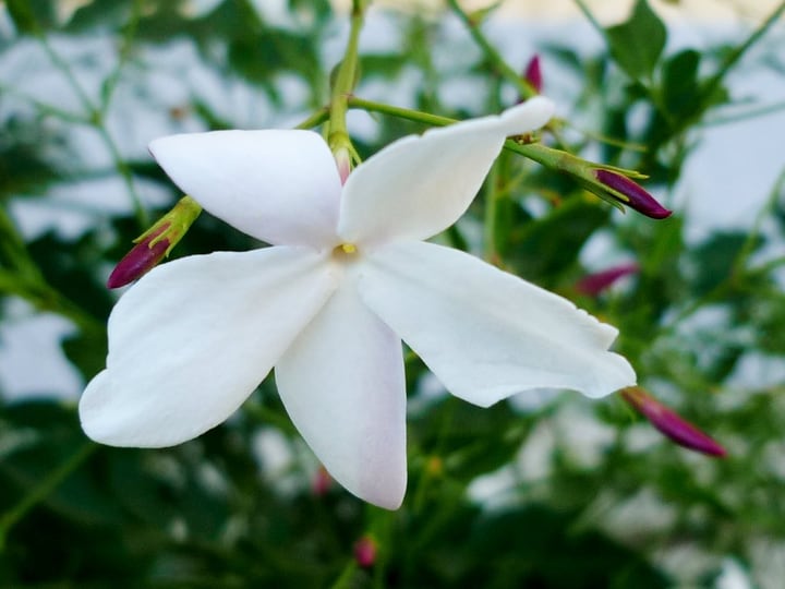 jasmine indoor plant