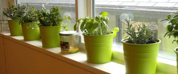 kitchen herb garden with sunlight shining