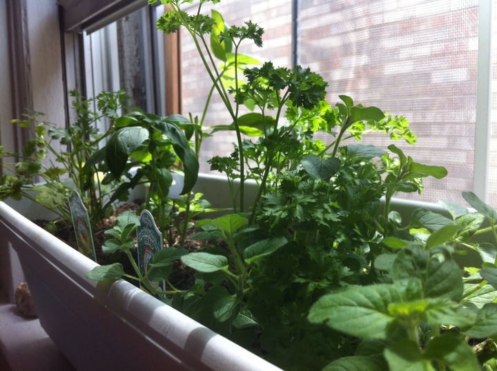 kitchen herb garden