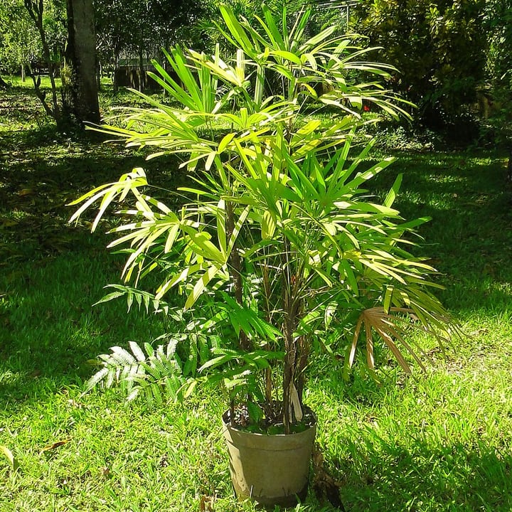 lady palm