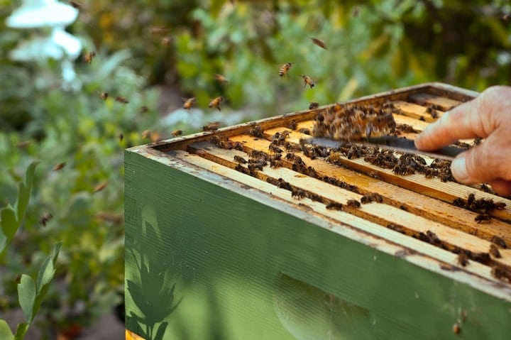 langstroth hive