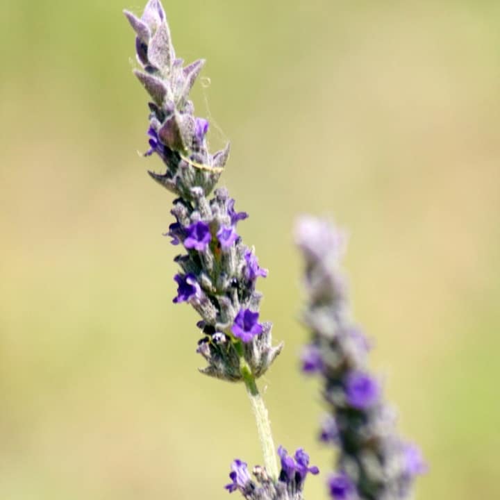 lavandula intermedia grosso lavender plants