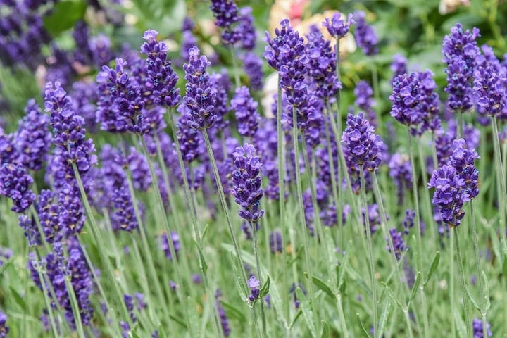 lavandula intermedia hidcote giant lavender plant