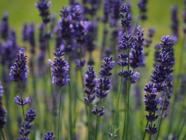 lavandula intermedia impress purple lavender plant