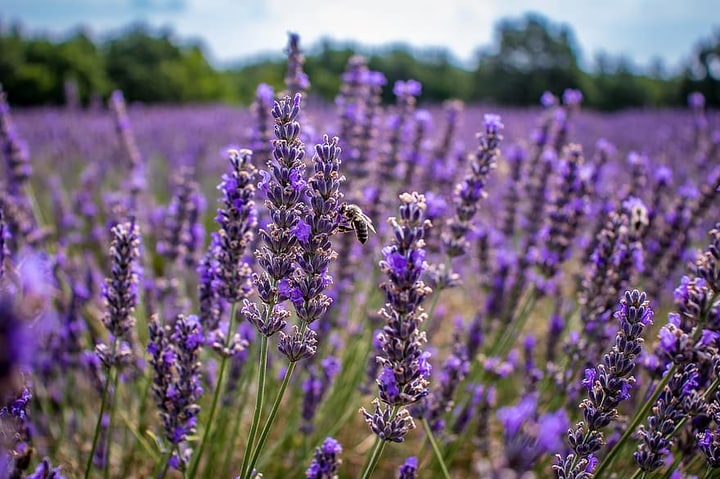 lavandula intermedia provence lavender plant