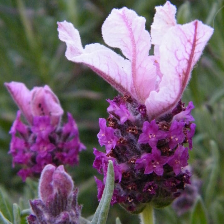 lavandula stoechas kew red lavender plant