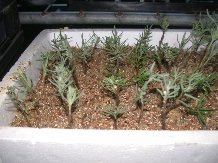 lavender cuttings