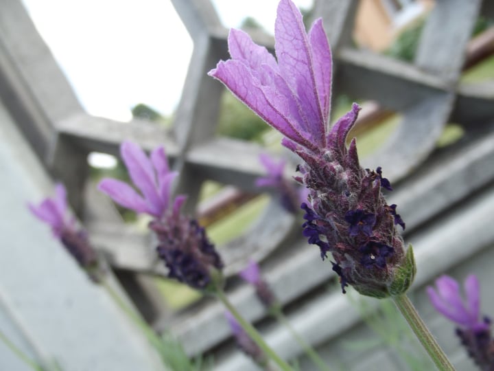 lavender in the garden