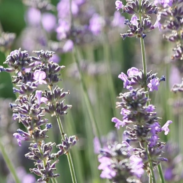 lavender plant flowers