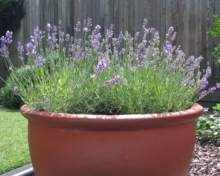 lavender plant in a pot