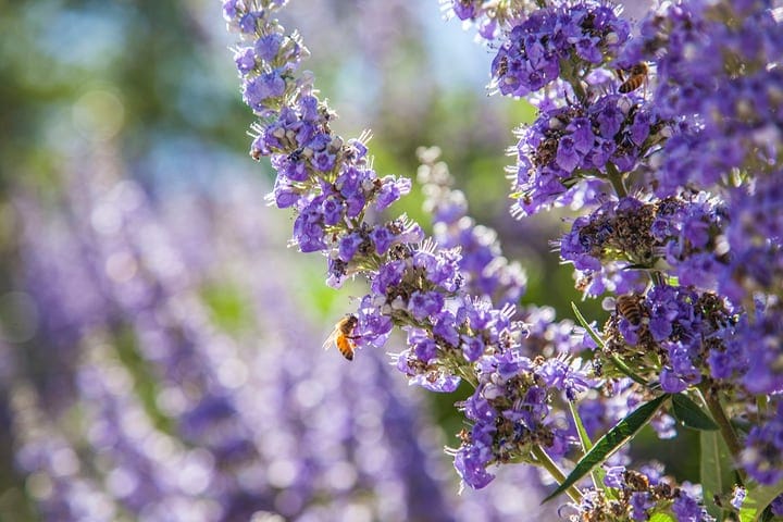 lavender plant in direct sunlight