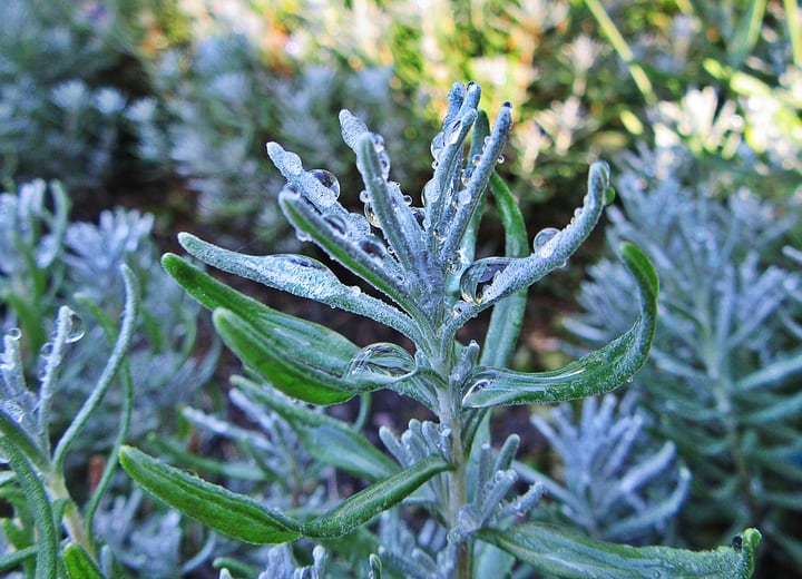 lavender plant rain drops