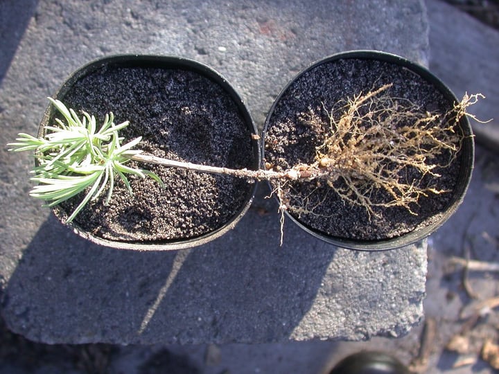 lavender plant with root system