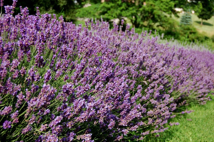 lavender plants