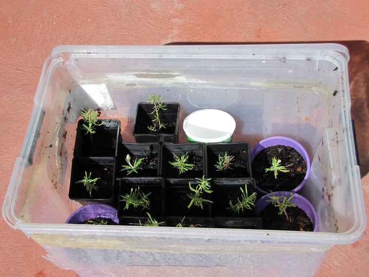 lavender propagation