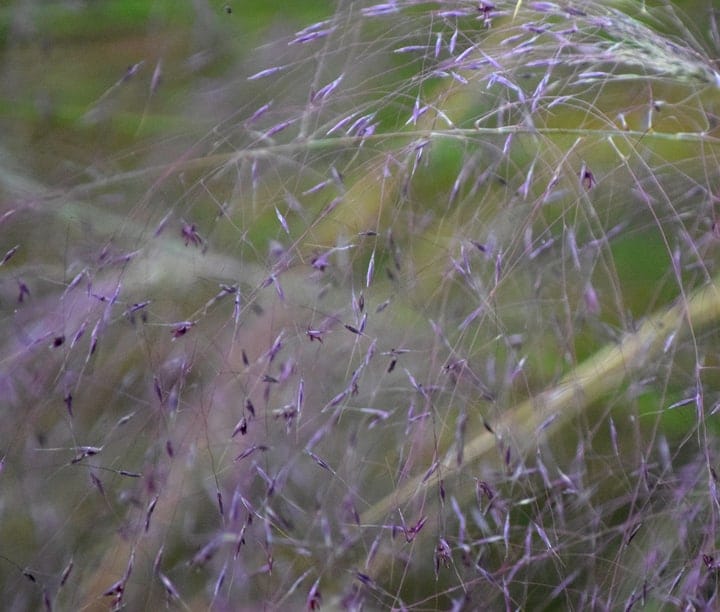 lavender seeds