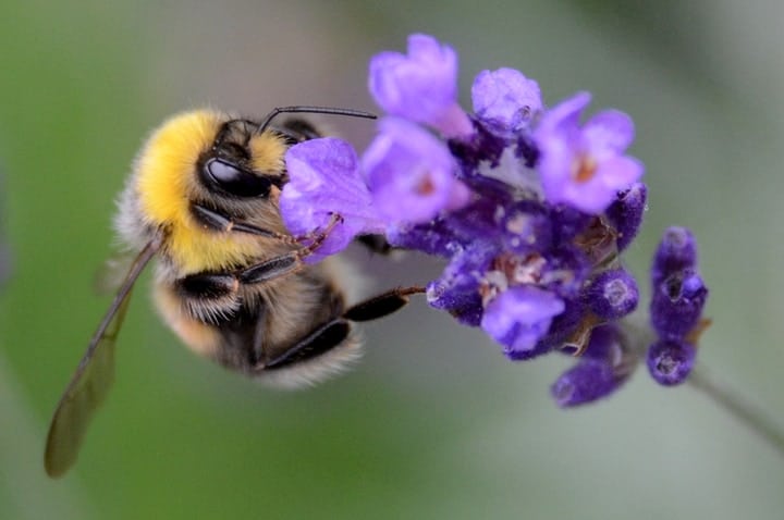 lovable bumblebee clinging onto a flower