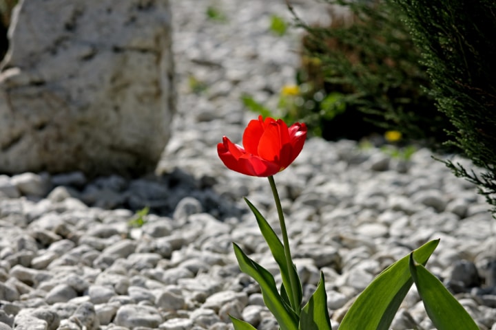 low maintenance gravel landscaping front lawn garden