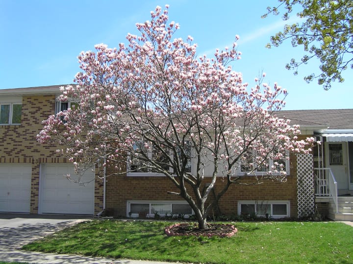 magnolia tree on the front lawn