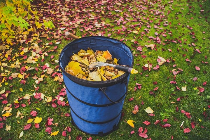 manually raking fallen leaves in the front lawn garden