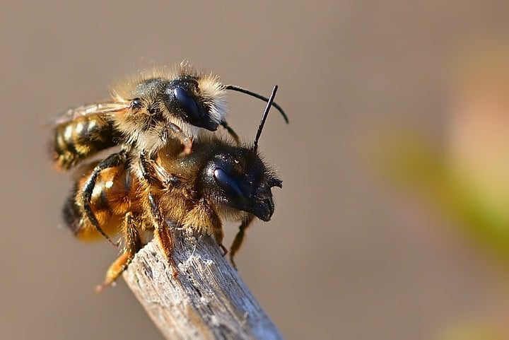 mating bees on top of a dried branch