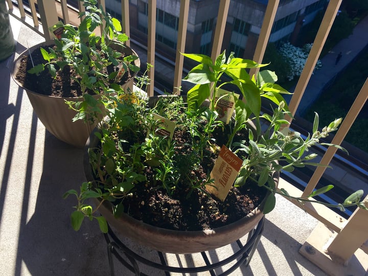 mini balcony herb garden