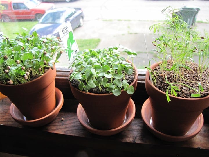 mini herb garden indoors