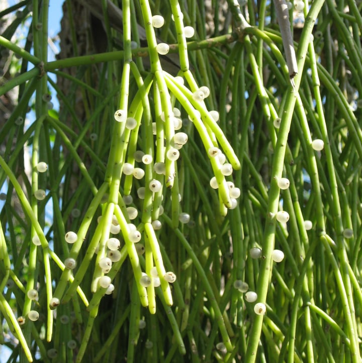 mistletoe cactus