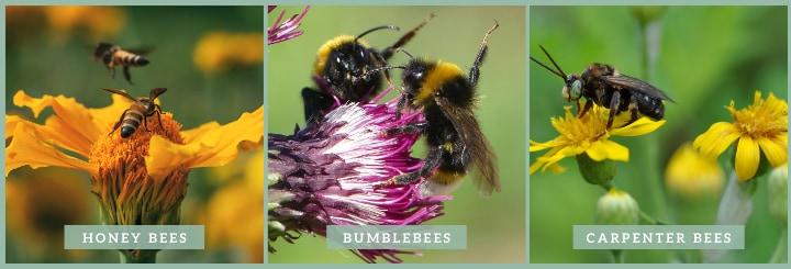 most common types of bees