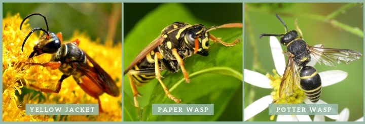 most common types of wasps