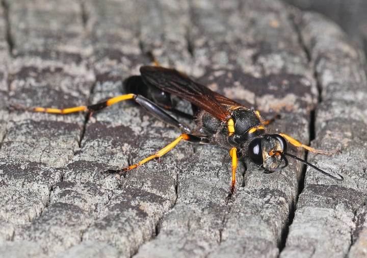 mud dauber wasp