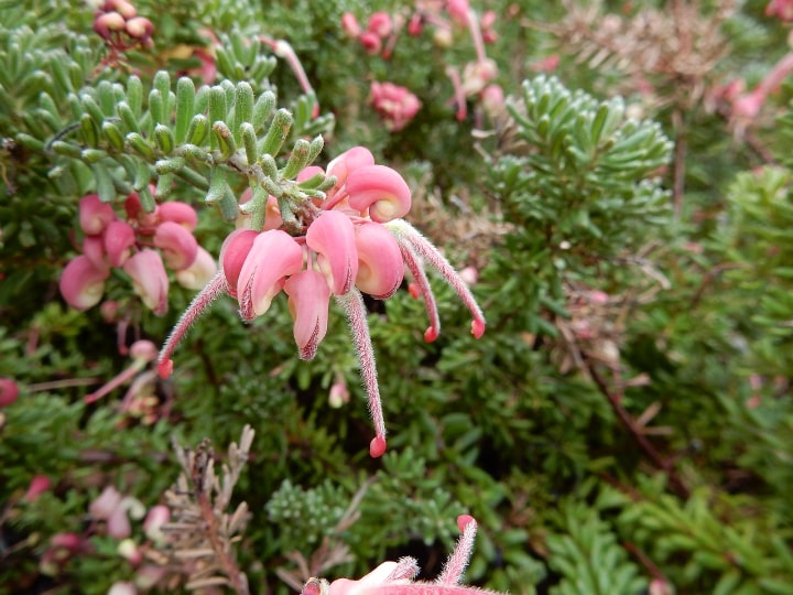 native plants are great low maintenance landscaping ideas for the front yard garden