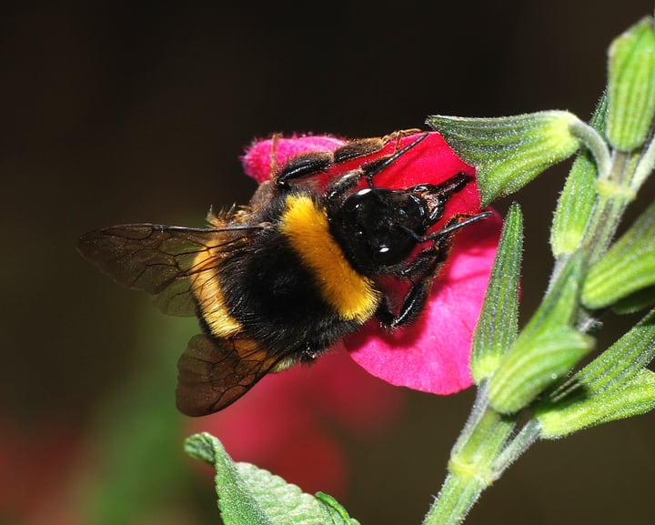 nectar robbing bumblebee