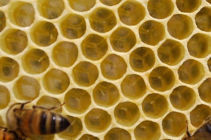 newly laid bee egg by the queen