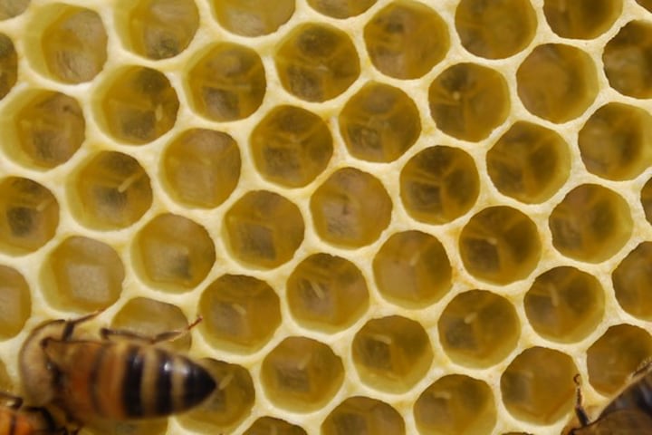 newly laid bee egg by the queen