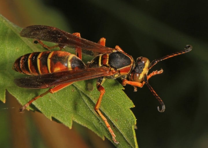 northern paper wasp