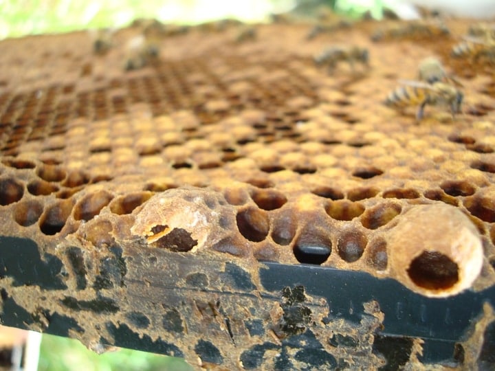 open and closed queen bee cells