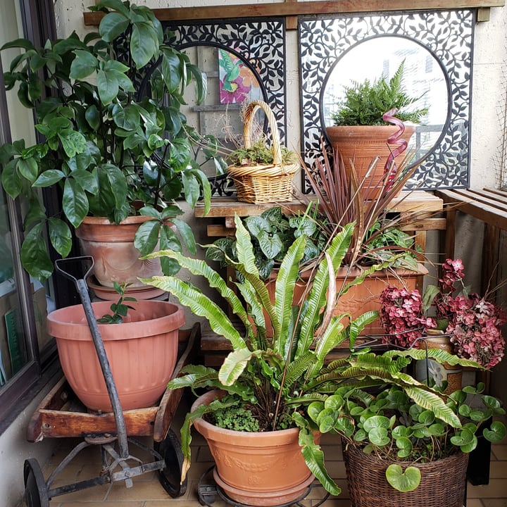 organized balcony garden