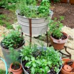 outdoor herb garden