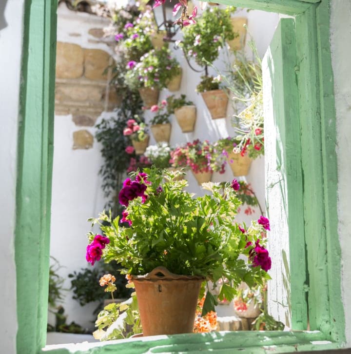 outdoor plant wall