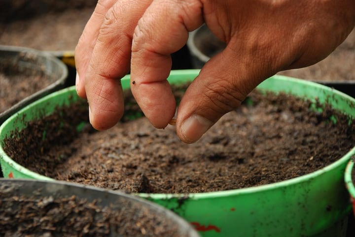 planting seeds for bee garden