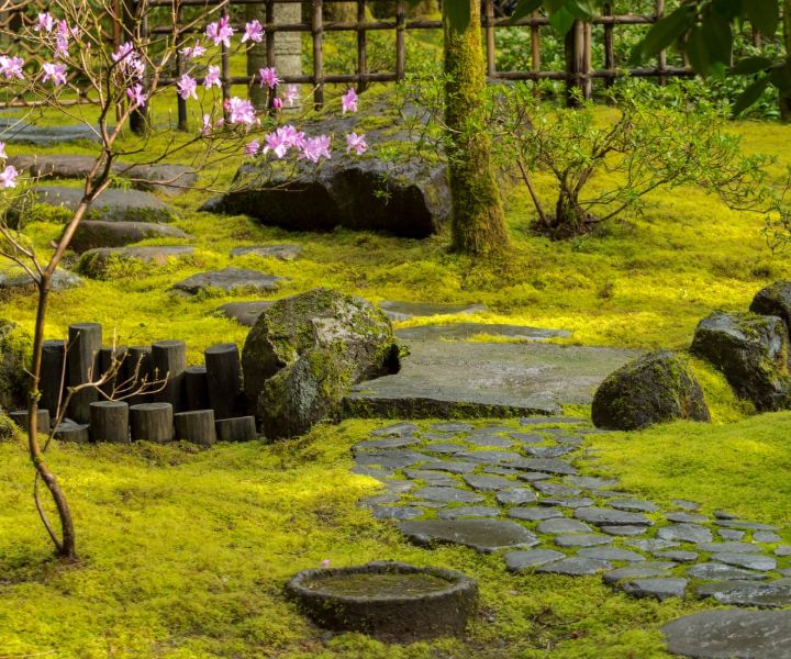 plants for japanese gardens